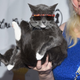 Image for article titled Allow us to introduce you to 2019's hottest new artist: the auto-tune cat